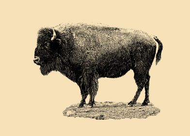 European bison