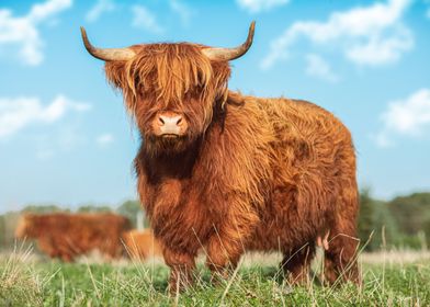 Highland Cattle cow