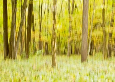 Blurred forest landscape