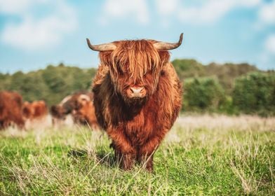 Highland Cattle cow