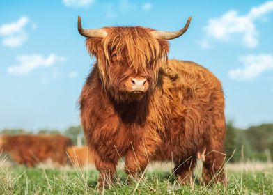 Highland Cattle cow