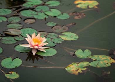 Water lily