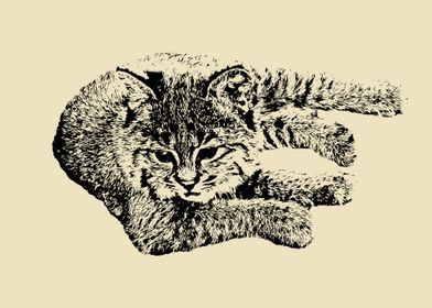 Lying bobcat cub