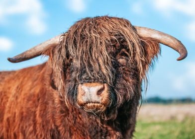 Highland Cattle bull