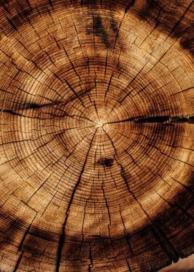 Wooden cut tree trunk