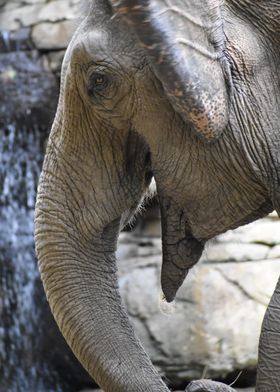 Close up elephant 
