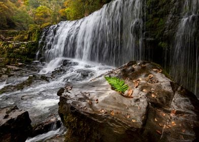 Rock fern and waterfall