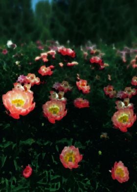 Pink peonies