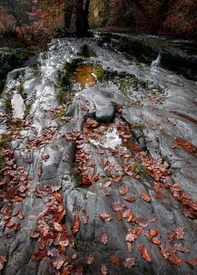 Autumn leaves on a rock