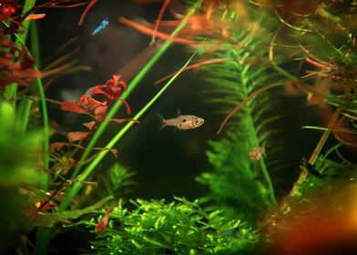 fish aquarium animal photo