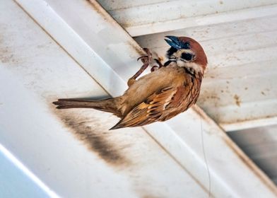 Eurasian tree sparrow