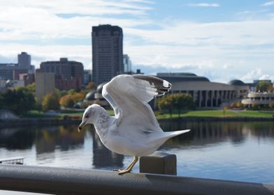 Seagull With Open Wings