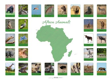 Africa Animals