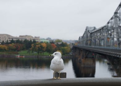 Seagull on Ottawa Bridge