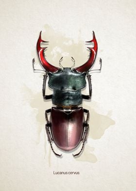 Lucanus cervus