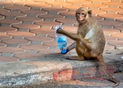 Crabeating macaque