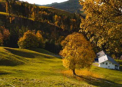 Autumn from above