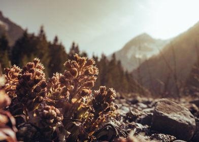 Mountain Flower Sunrise