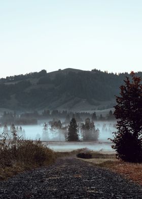 Foggy Marsh