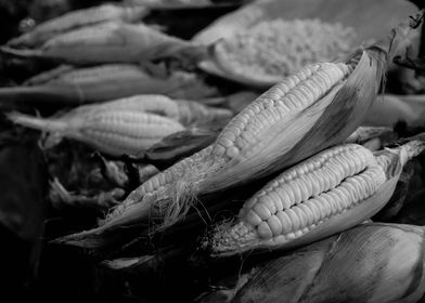 Black & White Corn Farmer