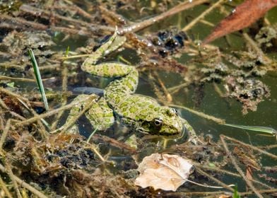 Caucasian parsley frog