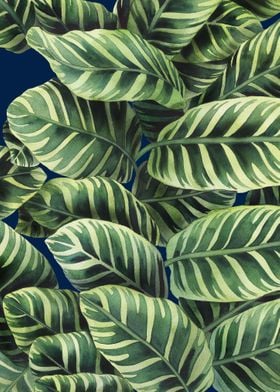 Calathea Leaves 7