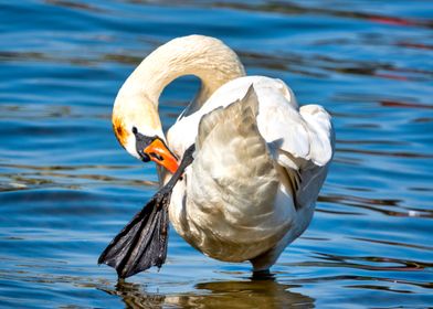 Mute swan 