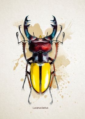 Lucanus laetus