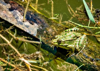 Caucasian parsley frog