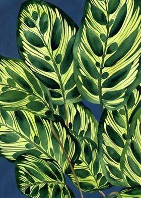 Calathea plant 5