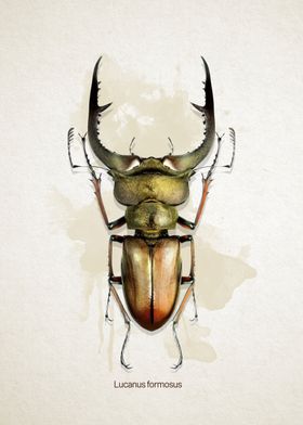 Lucanus formosus