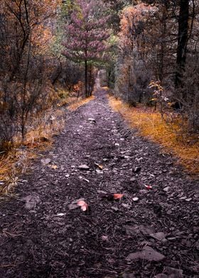 A track through the forest