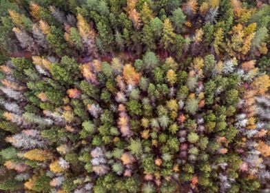 Drone view of a forest