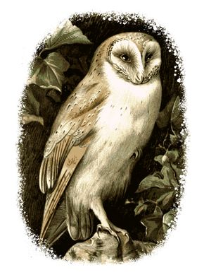 Barn Owl