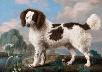 Water Spaniel