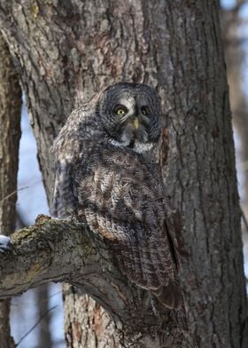 Great Grey Owl Camo 2