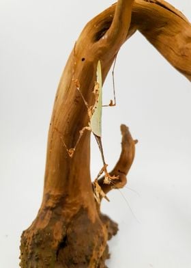 Sibylla Pretiosa mantis
