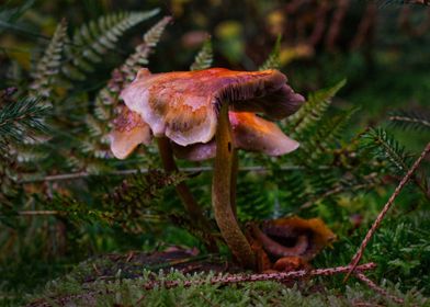 Purple mushroom on moss