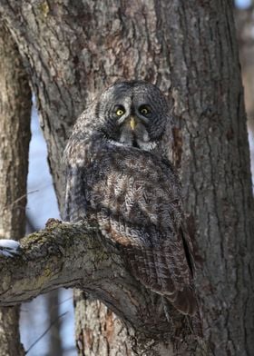 Great gray owl camo 1