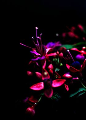 Purple Fuchsia