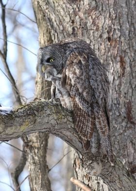 Great Gray Owl Camo 5