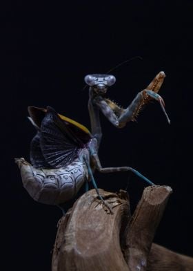 Parasphendale sp mantis
