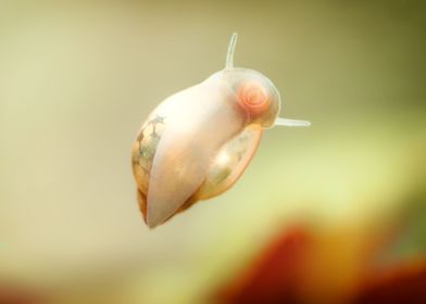 Aquascaping Animal snails