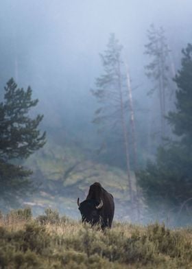 Lone Bison