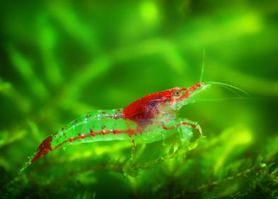 Aquascaping AquariumShrimp