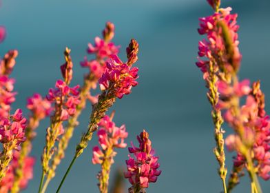 Sainfoin Flowers