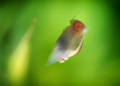 Aquascaping Animal snails