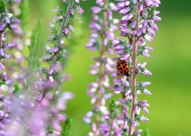 Ladybird  on purple flower