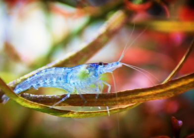 Aquascaping AquariumShrimp