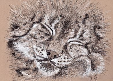 sleeping lynx in scribble